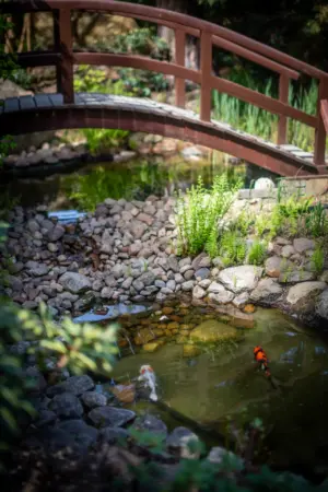 Koiteich mit Gartenbrücke